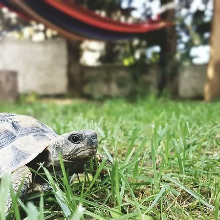 ヴィラ Turtles & Hammock Poolside Prive シビリ